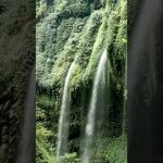 Forest Visualization - Deep Breathing Session Forest Visualization - Deep Breathing Session