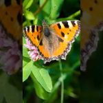 Butterfly Nature Visualization Butterfly Nature Visualization